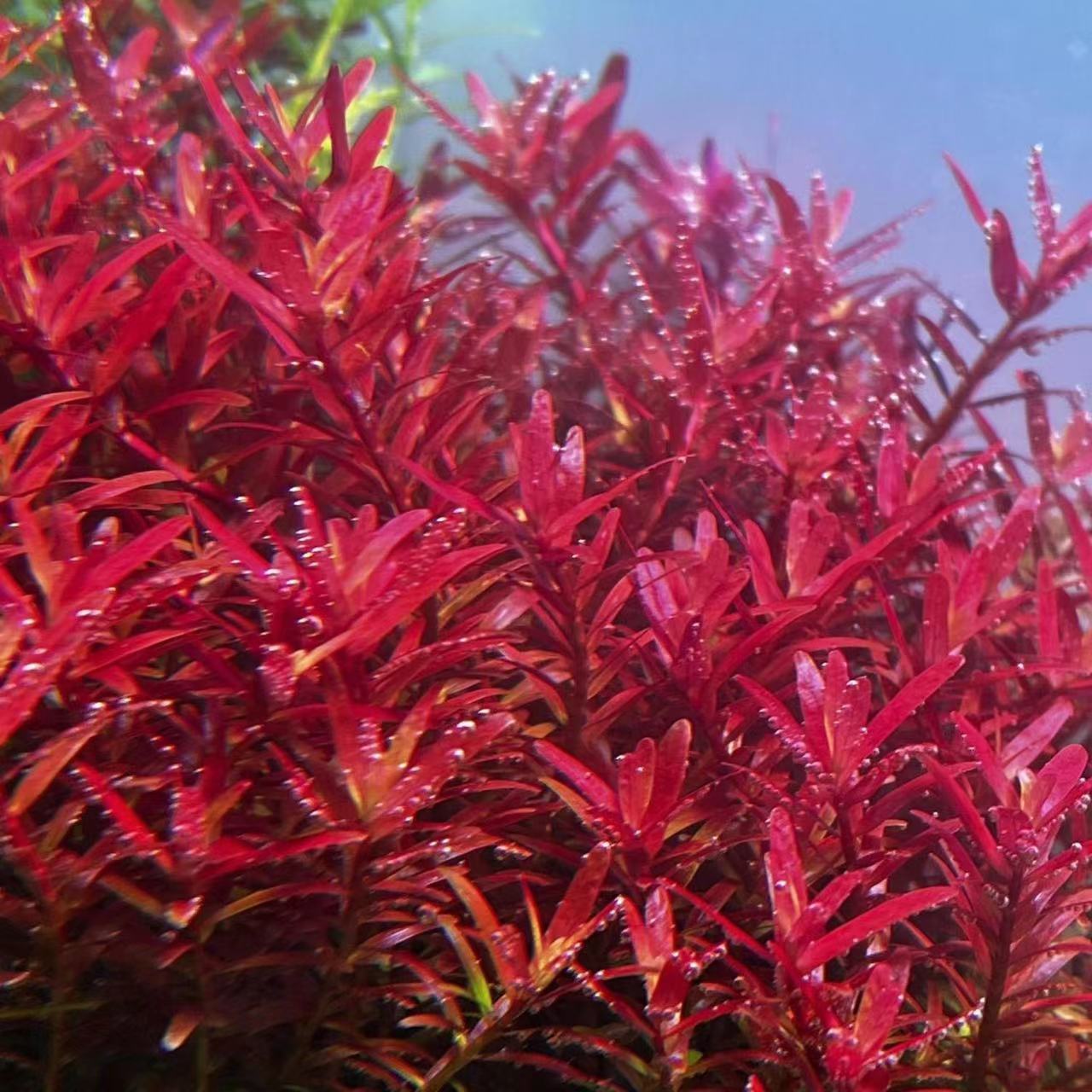 丹麦血红宫廷水草绿宫廷鱼缸草缸造景后景丁香红色懒人水草水下叶 宠物/宠物食品及用品 水草 原图主图