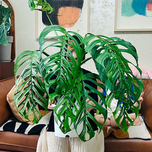 巨洞Me 龟背竹破洞米歇尔室内观叶植物ins热植室内盆栽绿植吸甲醛