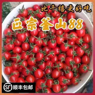 玲珑圣女果釜山88小番茄青口蜜樱桃小柿子迷你孕妇水果西红柿TT