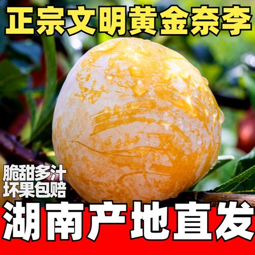 湖南黄金奈李精选大果