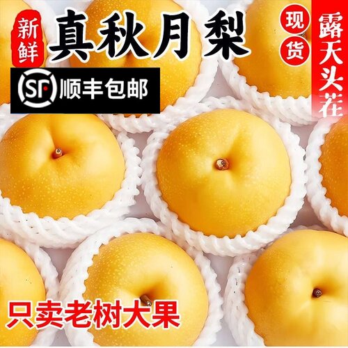 山东秋月梨精选大果顺丰
