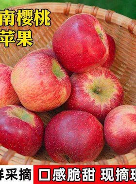 云南樱桃小苹果现摘托盘装