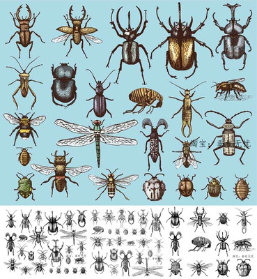 A4079矢量复古版画风格昆虫蜻蜓甲虫天牛线稿图案 AI设计素材