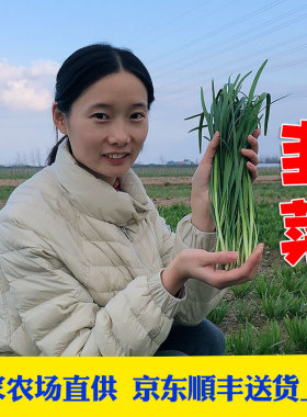 京东顺丰包邮苏北农村露天新鲜头茬宽叶韭菜头刀香韭菜送货上门