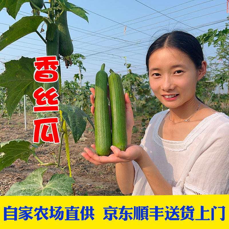 京东顺丰包邮新鲜现摘香丝瓜肉丝瓜嫩短粗丝瓜子孕妇下奶时令蔬菜