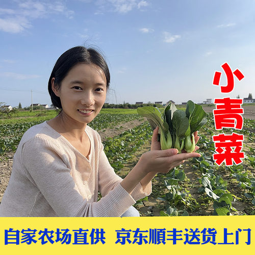 露天农场现摘小青菜脆嫩爽口