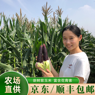 京东顺丰包邮新鲜现摘甜糯紫玉米黑玉米非转基因带皮带玉米须
