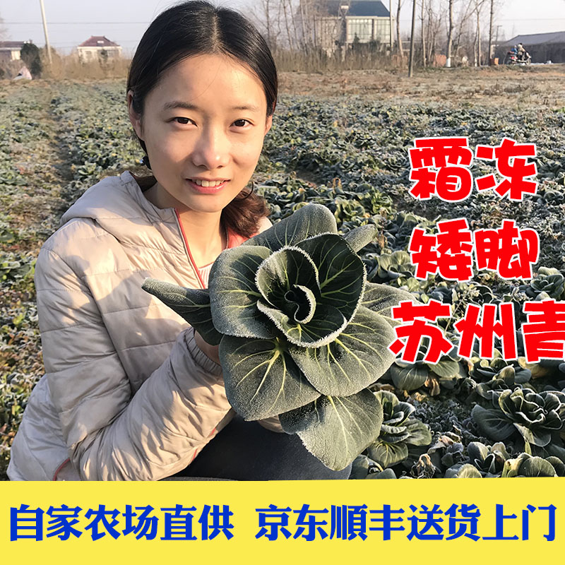 霜冻矮脚苏州青菜苔软糯清甜