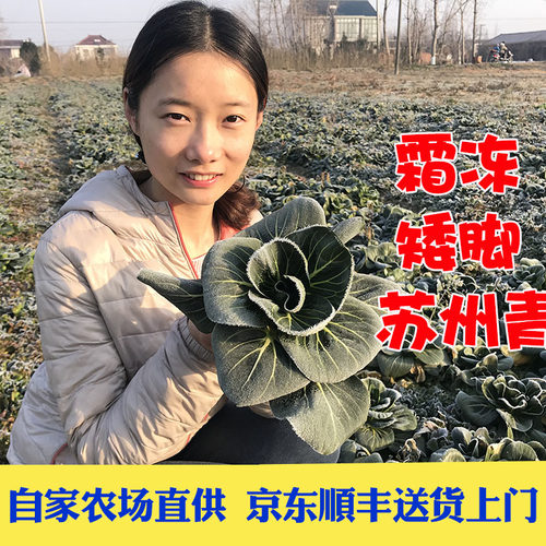 霜冻矮脚苏州青菜苔软糯清甜