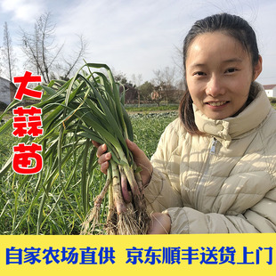 京东顺丰包邮新鲜现挖大蒜苗紫皮蒜苗红皮蒜苗本蒜苗青蒜苗带泥