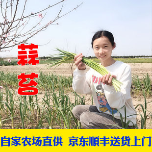 京东顺丰包邮露天新鲜蒜薹蒜苔蒜毫蒜苗蒜苔炒肉泡菜现抽现发