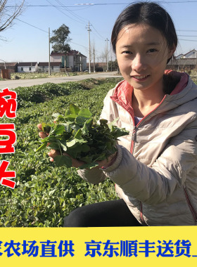 京东顺丰包邮晓玲农场现摘新鲜豌豆头豌豆苗安豆苗豌豆尖龙须菜