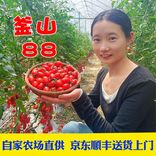 京东顺丰包邮正宗釜山88小番茄