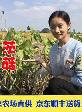 京东顺丰包邮苏北特产新鲜白茨菇紫慈菇慈姑茨菰燕尾菇