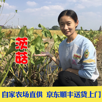 新鲜白茨菇味道鲜美质地细腻酥软