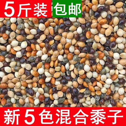 鹦鹉饲料混合五色黍子虎皮鹦鹉鸟食饲料玄凤黄谷子牡丹带壳小米