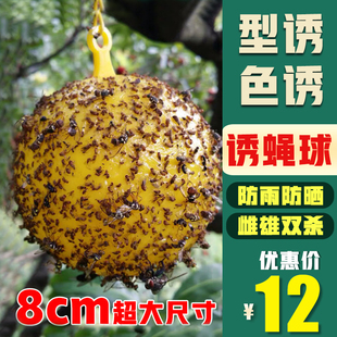 柑橘大实蝇诱蝇球粘虫球诱虫球板杀果蝇药粘胶板针蜂引诱剂诱捕器