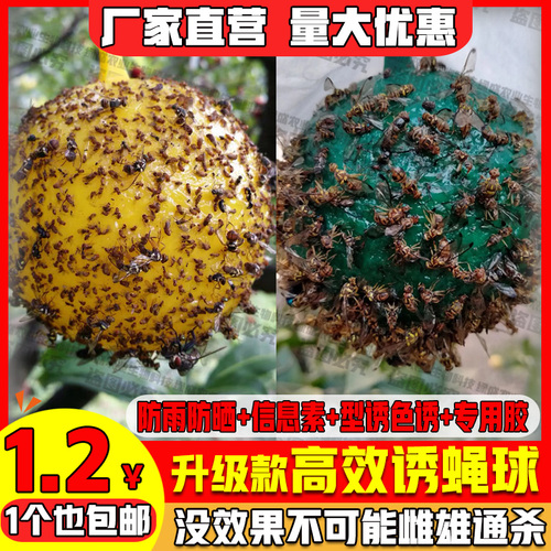 粘虫球丝瓜果实蝇贴诱蝇球针蜂马蜂色引诱剂果蝇诱捕器双面黄板纸