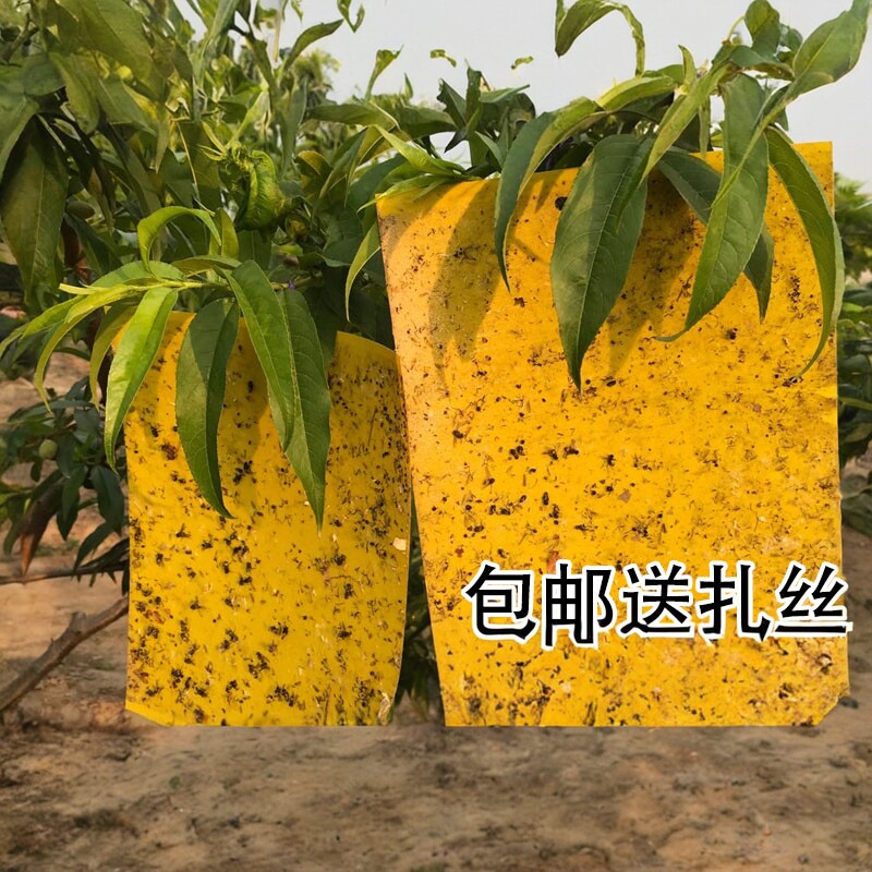 双面粘虫板黄板果蝇诱捕器大棚