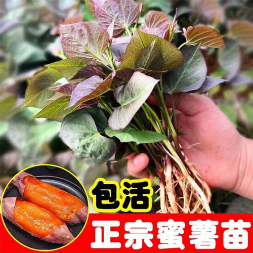 正宗山东红薯苗榴莲蜜薯苗烟薯25哈密西瓜红薯苗秧地瓜秧苗批发