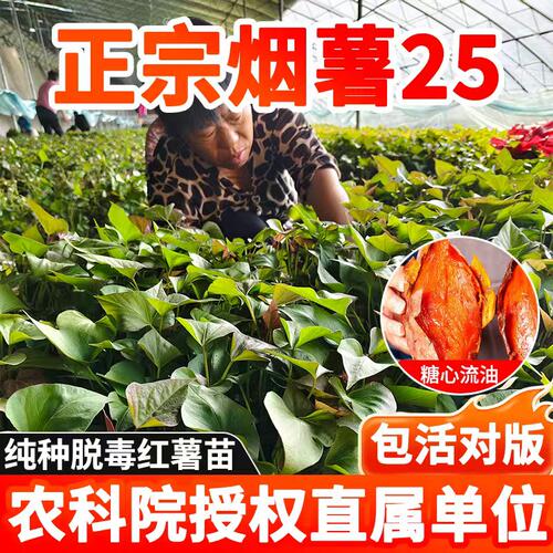 红薯苗烟薯25地瓜苗哈密苗板栗薯榴莲蜜薯苗西瓜红薯高产红薯苗秧