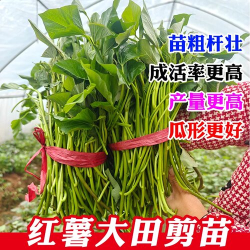 正宗山东红薯高剪苗榴莲蜜薯苗烟薯25哈密西瓜红薯苗批发地瓜秧子