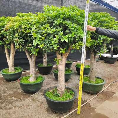 浓香型四季桂客厅阳台植物广州发
