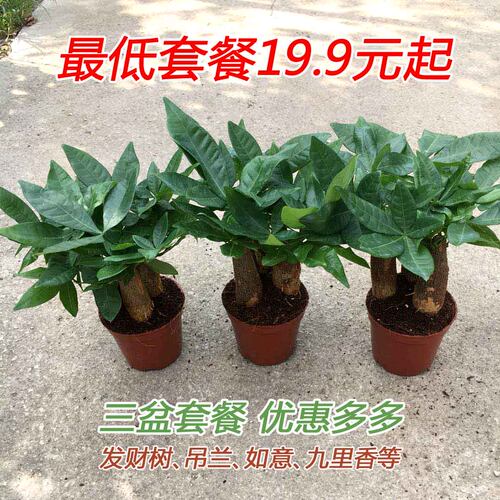 绿植三杆如意步步高富贵竹发财树