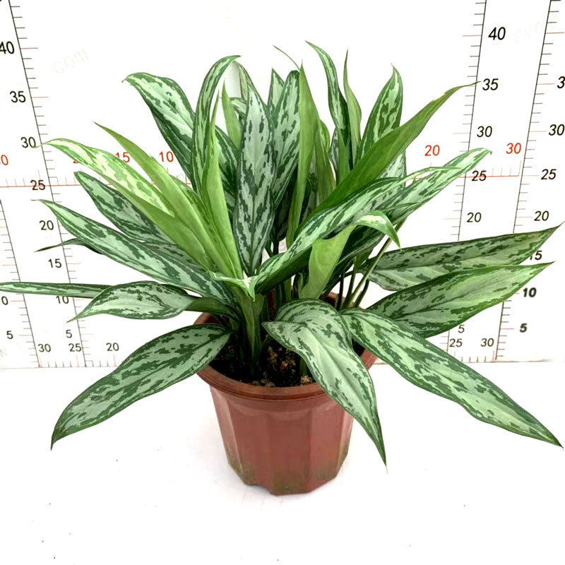 银皇后盆栽万年青苗室内办公桌面绿植四季常青易养护花卉土培包邮