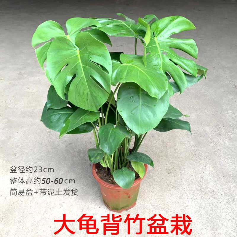 大型龟背竹盆栽仙洞可攀爬苗室内办公客厅四季常青观叶植物型摆件