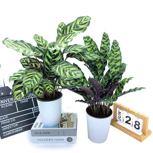 豹纹豹斑绿脉竹芋办公包邮彩叶