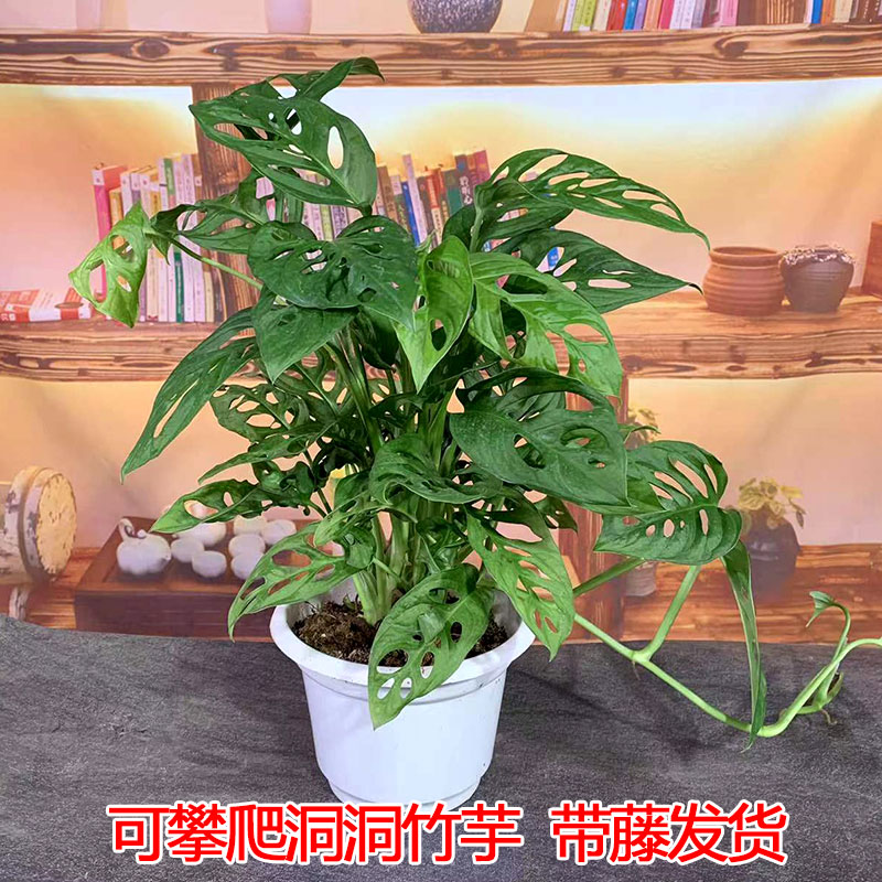 室内龟背竹洞洞攀爬耐旱观叶植物