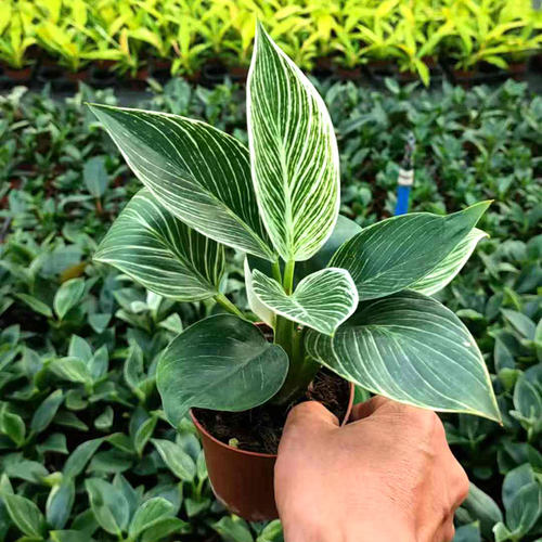 铂金钻满绿绒盆栽苗室内观叶