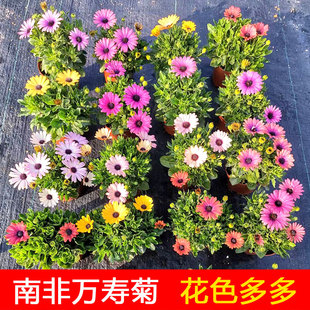 南非万寿菊盆栽苗室内观叶植物带花大苗四季庭院花卉花期长易养护