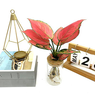 水培植物小型花盆吉利红如意翠叶文竹室内盆栽好养护四季常青绿植