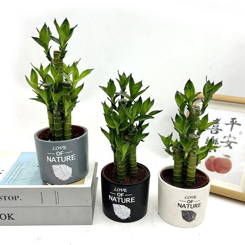 五株步步高书房前台包邮富贵竹
