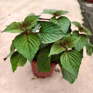 紫苏盆栽苗薄荷迷迭香植物室外阳台庭院夏季驱蚊植物易养护耐暴晒