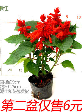 一串红花卉阳台四季红色