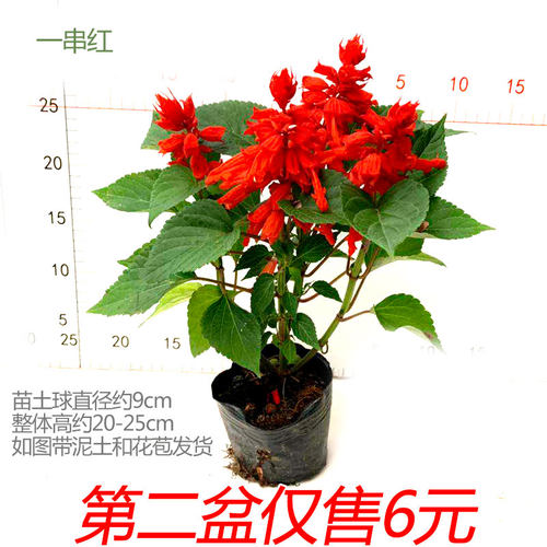 一串红花卉阳台四季红色