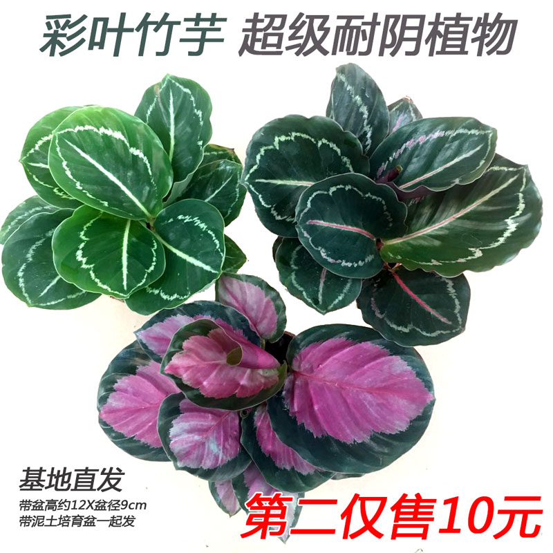 彩美丽竹芋小玫瑰盆栽室内办公桌面客厅彩色植物四季常青观叶花卉