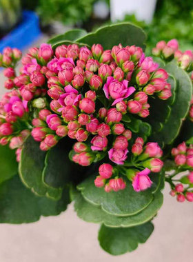 长寿花盆栽金狐狸巴黎大花带花苞室内外阳台客厅观花植物四季开花