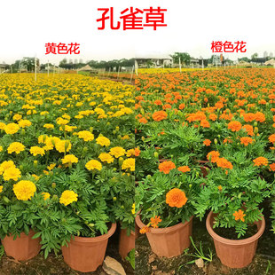 孔雀草盆栽万寿菊带花苞发货室外阳台庭院耐晒喜庆多颜色好养植物