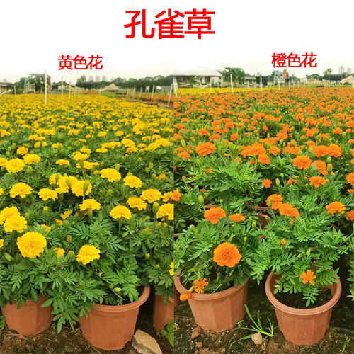 孔雀草盆栽万寿菊带花苞发货室外阳台庭院耐晒喜庆多颜色好养植物