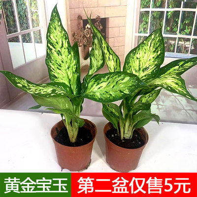 黄金宝玉盆栽白玉万年青室内书房桌面办公绿植四季常观叶青易养护