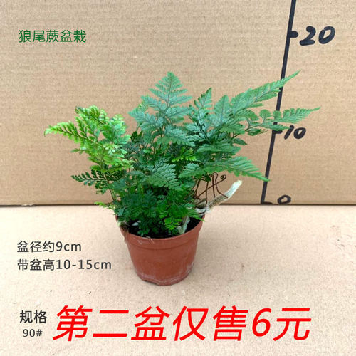 小狼尾蕨盆栽兔脚室内绿植墙寒