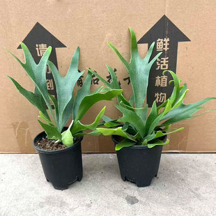 二岐鹿角蕨盆栽挂板定种植网红附生室内办公书房客厅观叶悬挂植物