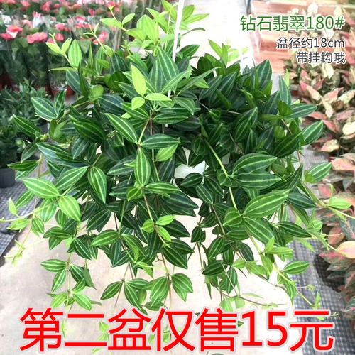 钻石翡翠吊兰客厅阳台网红盆栽