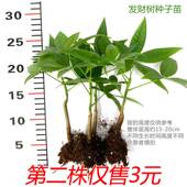 发财树原生苗盆栽种子招财树室内办公客厅桌摆观叶四季 常青易养护