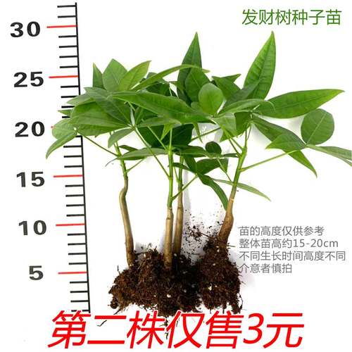 广州发货发财树原生苗种子盆栽