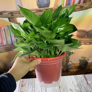 绿萝盆栽吊兰花叶花长藤四季常绿叶室内办公易养护净化空气易养护